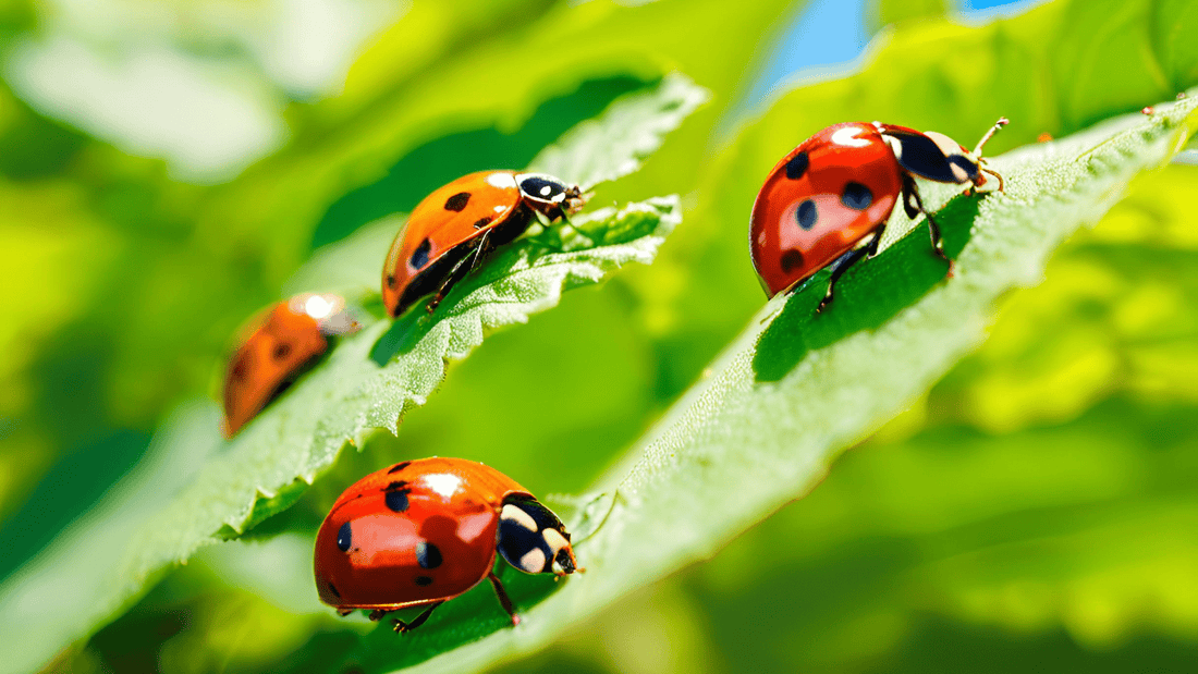 Natural Pest Control for Your Garden